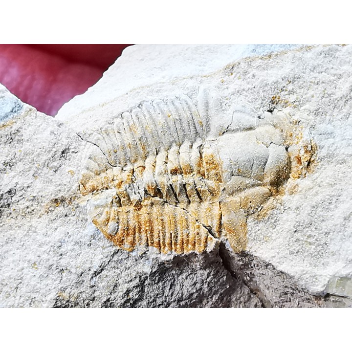 Megagnostus glandiformis - middle Cambrian - Tasmania - AUSTRALIA