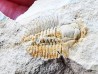 Megagnostus glandiformis - middle Cambrian - Tasmania - AUSTRALIA