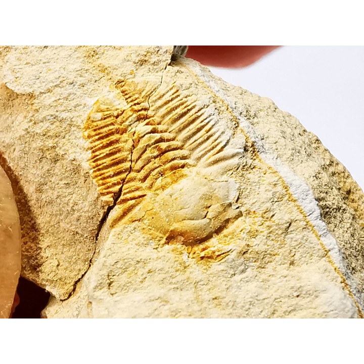 Megagnostus glandiformis - Cambrien moyen - Tasmanie - AUSTRALIE