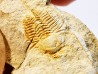 Megagnostus glandiformis - middle Cambrian - Tasmania - AUSTRALIA