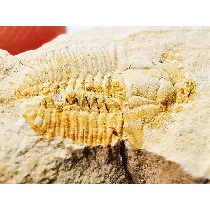 Megagnostus glandiformis - middle Cambrian - Tasmania - AUSTRALIA