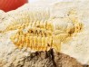 Megagnostus glandiformis - Cambrien moyen - Tasmanie - AUSTRALIE