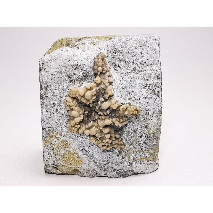Hudsonaster incomptus - Ordovician - Liberty Fmt - Preble Co., OKLAHOMA - USA