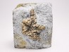 Hudsonaster incomptus - Ordovician - Liberty Fmt - Preble Co., OKLAHOMA - USA