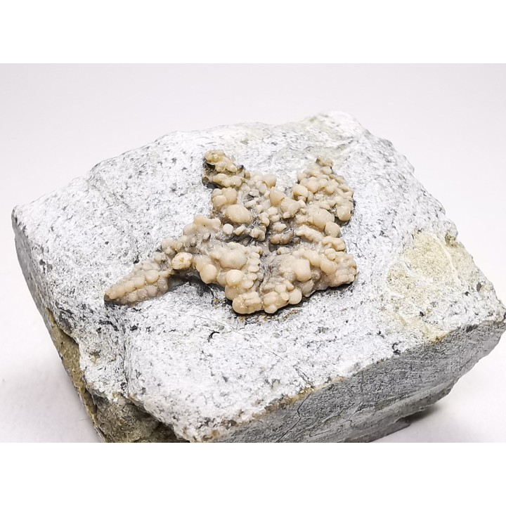 Hudsonaster incomptus - Ordovician - Liberty Fmt - Preble Co., OKLAHOMA - USA