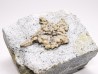 Hudsonaster incomptus - Ordovician - Liberty Fmt - Preble Co., OKLAHOMA - USA