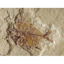 AIPICHTHYS VELIFER (3)