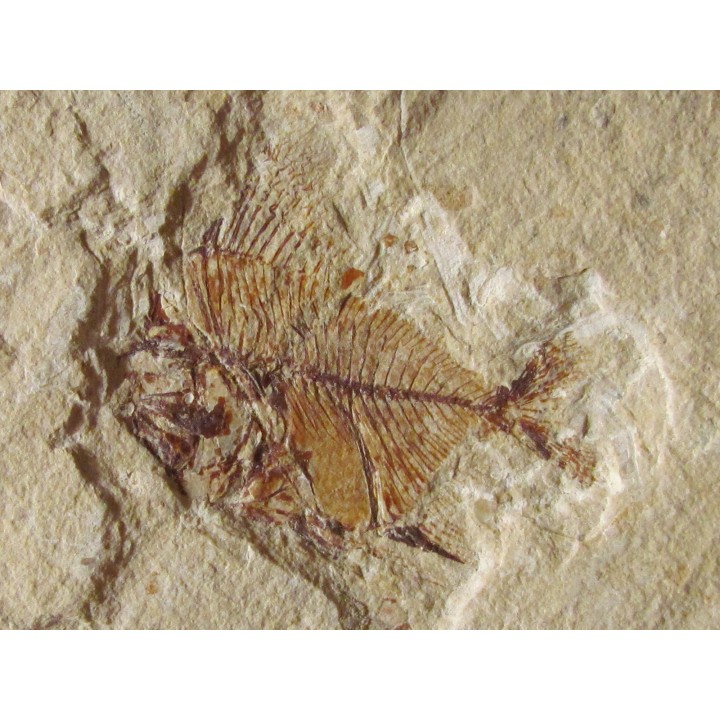 AIPICHTHYS VELIFER (3)