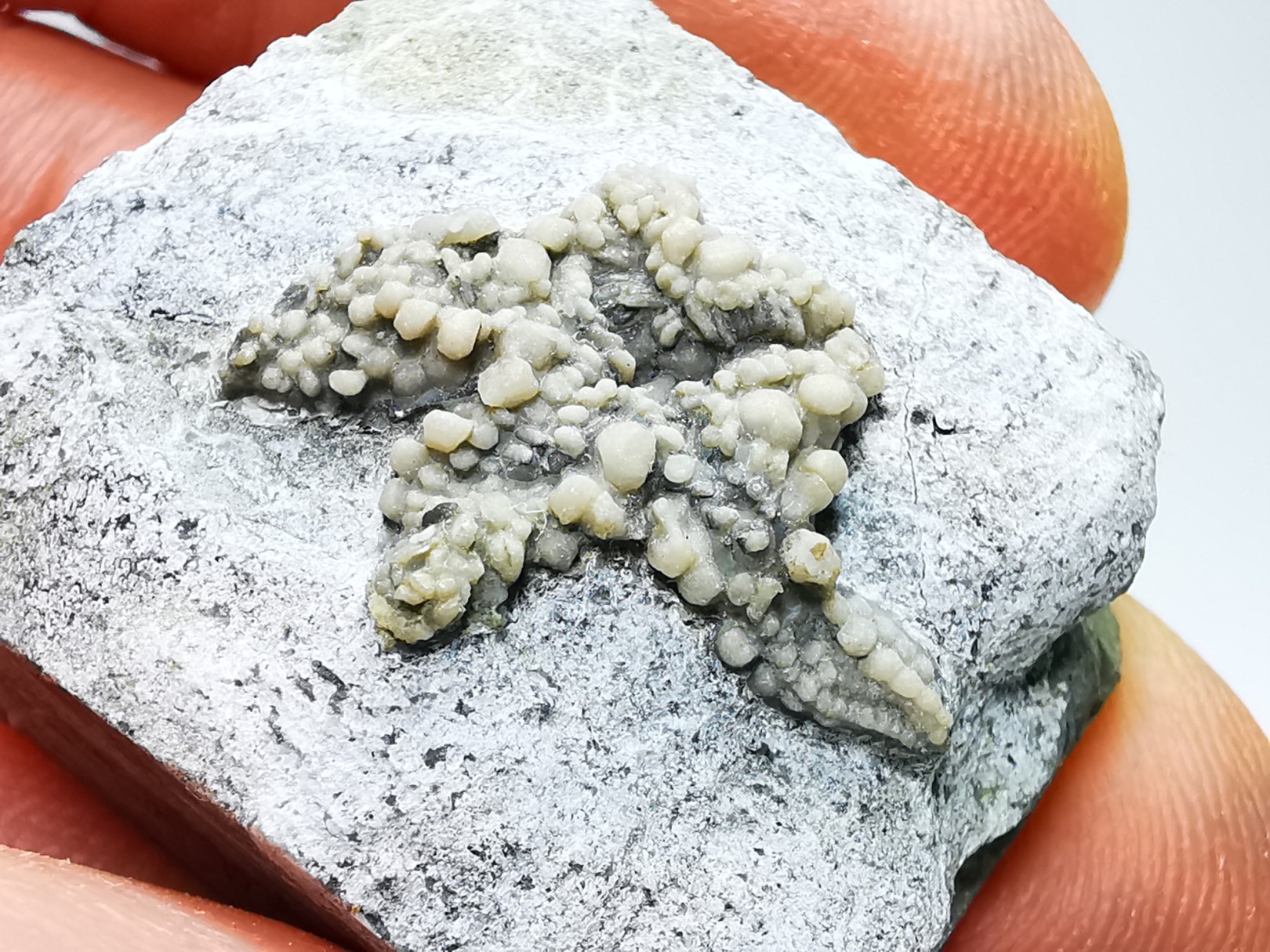 Hudsonaster incomptus - Ordovician - Liberty Fmt - Preble Co., OKLAHOMA - USA