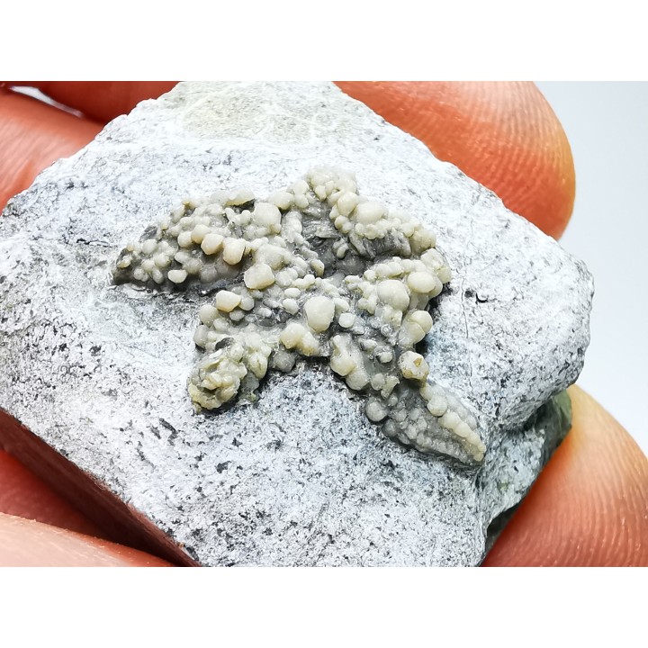 Hudsonaster incomptus - Ordovician - Liberty Fmt - Preble Co., OKLAHOMA - USA