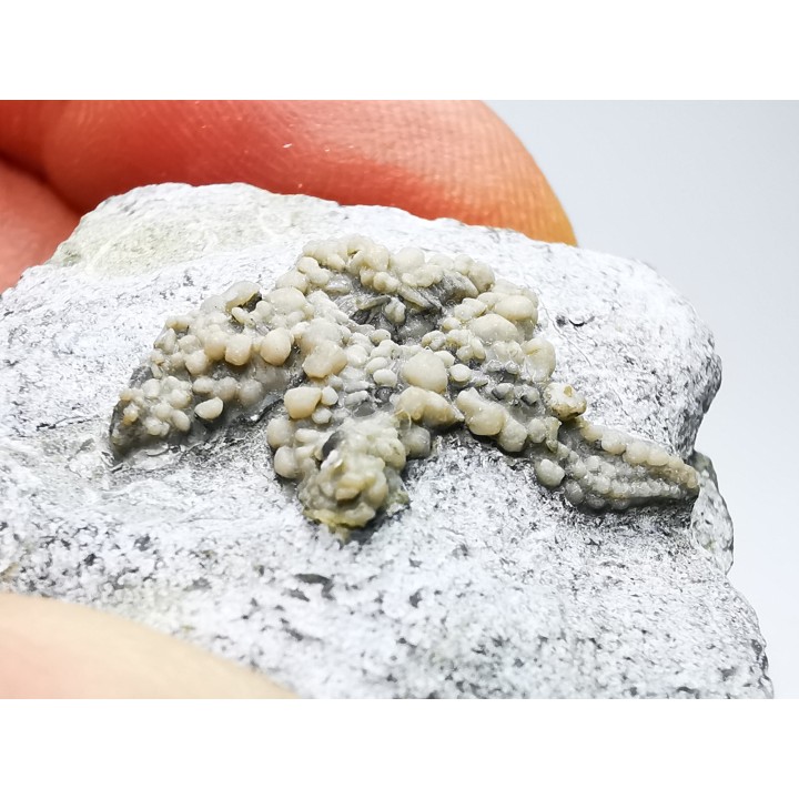 Hudsonaster incomptus - Ordovician - Liberty Fmt - Preble Co., OKLAHOMA - USA