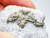 Hudsonaster incomptus - Ordovician - Liberty Fmt - Preble Co., OKLAHOMA - USA