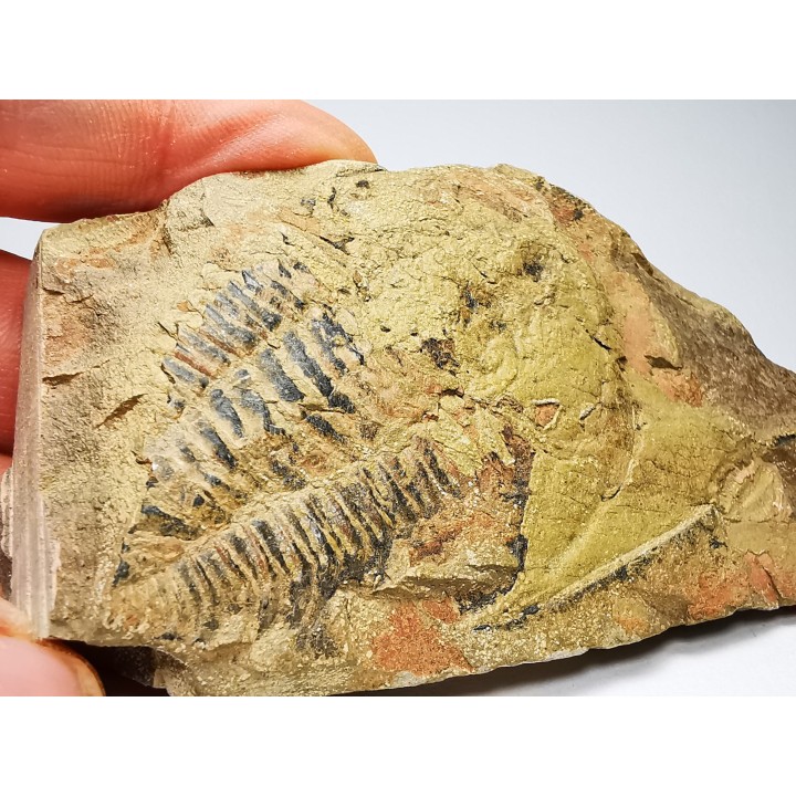 Redlichia takooenis & Estaingia bilobata, Cambrien inférieur, Australie Méridionale