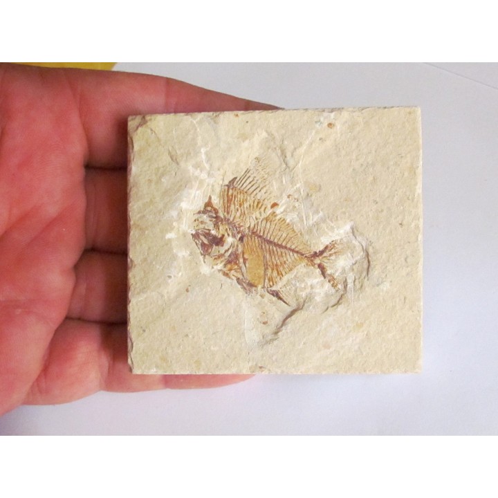 AIPICHTHYS VELIFER (3)