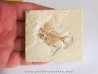 AIPICHTHYS VELIFER (3)