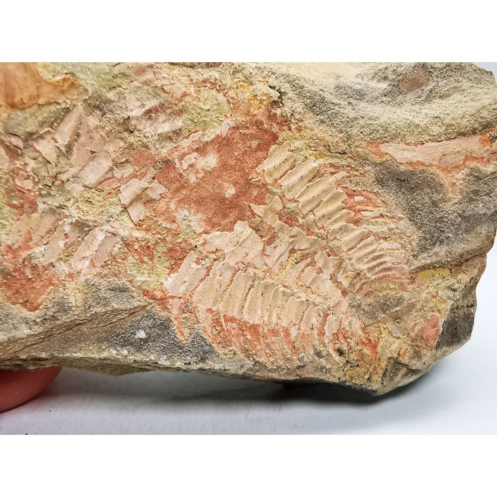 Redlichia takooenis & Estaingia bilobata, Cambrien inférieur, Australie Méridionale