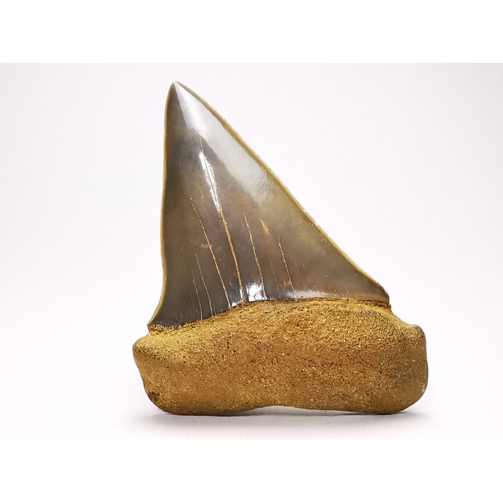 shark tooth: CARCHARODON HASTALIS   Miocene, Tielrode, Belgium