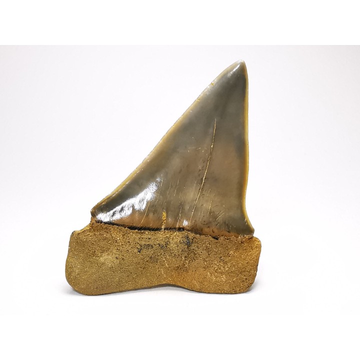 shark tooth: CARCHARODON HASTALIS   Miocene, Tielrode, Belgium