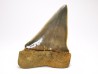 dent de requin: CARCHARODON HASTALIS - Miocène - Tielrode, Belgique