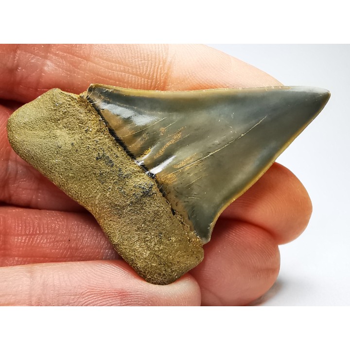 dent de requin: CARCHARODON HASTALIS - Miocène - Tielrode, Belgique