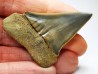 shark tooth: CARCHARODON HASTALIS   Miocene, Tielrode, Belgium