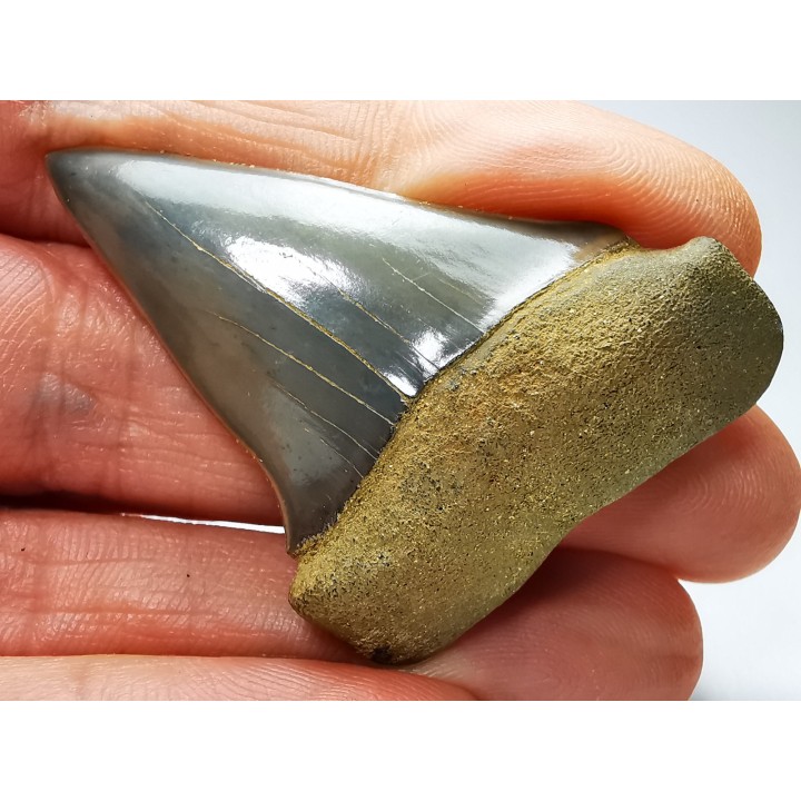 shark tooth: CARCHARODON HASTALIS   Miocene, Tielrode, Belgium