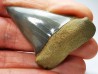 shark tooth: CARCHARODON HASTALIS   Miocene, Tielrode, Belgium