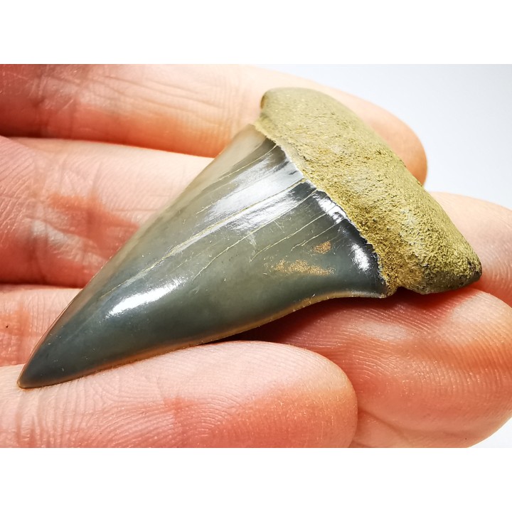 shark tooth: CARCHARODON HASTALIS   Miocene, Tielrode, Belgium