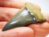 shark tooth: CARCHARODON HASTALIS   Miocene, Tielrode, Belgium