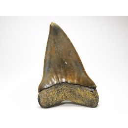 dent de requin: CARCHARODON HASTALIS - Miocène - Tielrode, Belgique