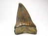 shark tooth: CARCHARODON HASTALIS Miocene, Tielrode, Belgium
