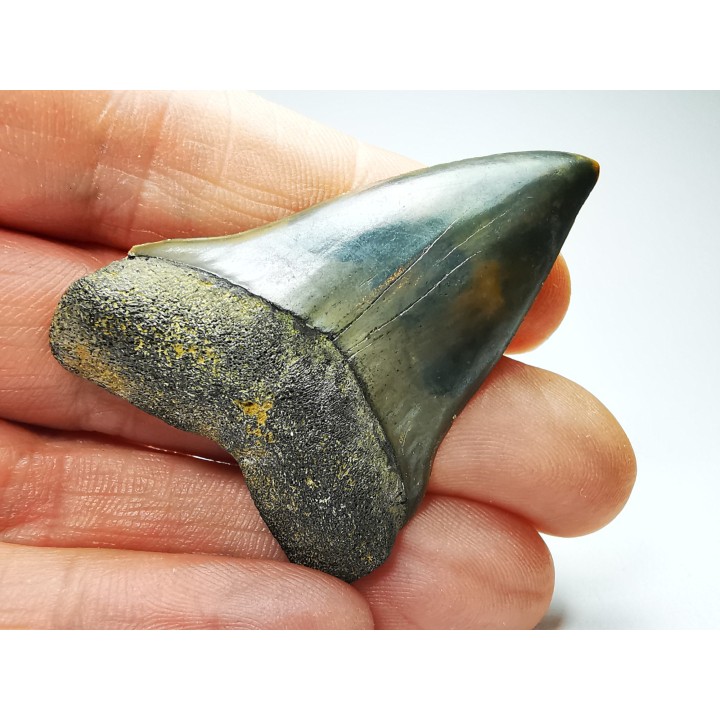 dent de requin: CARCHARODON HASTALIS - Miocène - Tielrode, Belgique