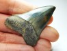 dent de requin: CARCHARODON HASTALIS - Miocène - Tielrode, Belgique
