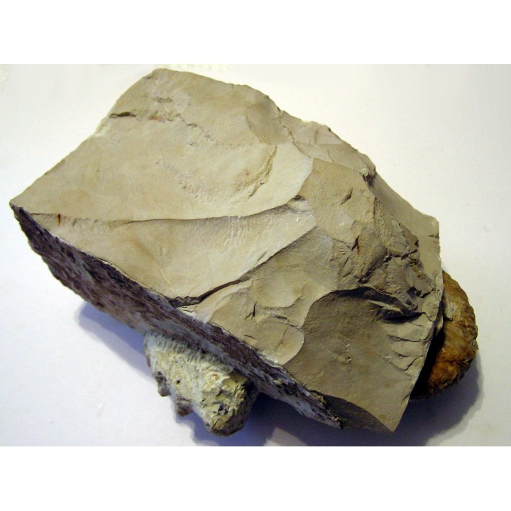 PSEUDOCRIOCERAS FASICULARE