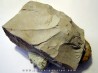 PSEUDOCRIOCERAS FASICULARE