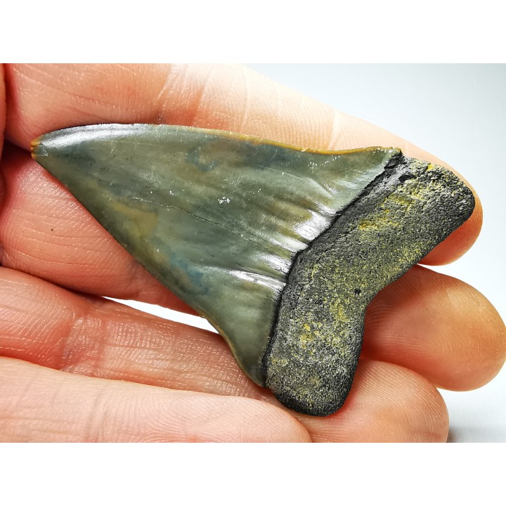 dent de requin: CARCHARODON HASTALIS - Miocène - Tielrode, Belgique