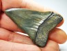 shark tooth: CARCHARODON HASTALIS Miocene, Tielrode, Belgium