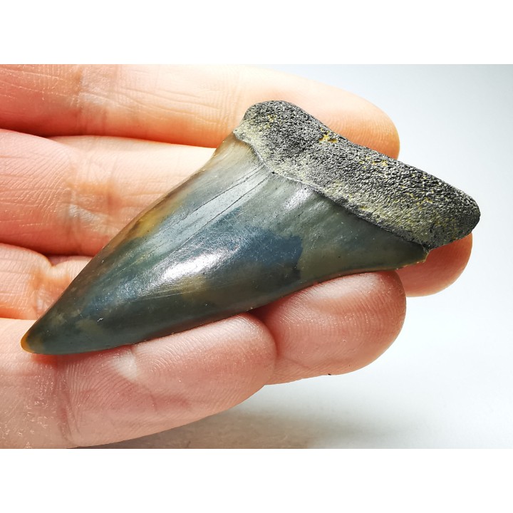 dent de requin: CARCHARODON HASTALIS - Miocène - Tielrode, Belgique