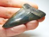 dent de requin: CARCHARODON HASTALIS - Miocène - Tielrode, Belgique