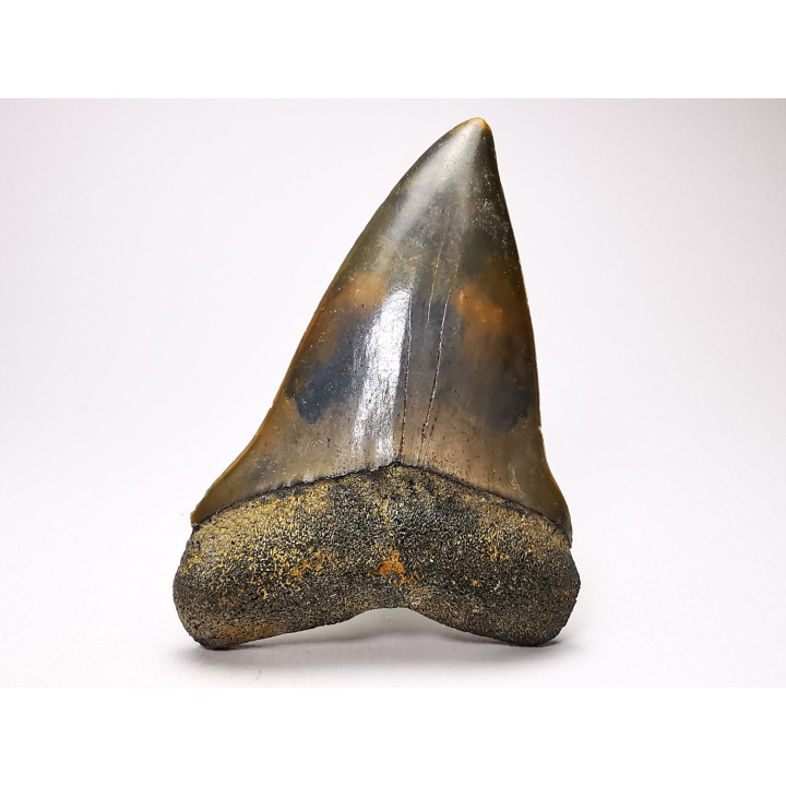 shark tooth: CARCHARODON HASTALIS   Miocene, Tielrode, Belgium