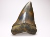 shark tooth: CARCHARODON HASTALIS Miocene, Tielrode, Belgium