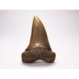 dent de requin: CARCHARODON HASTALIS - Miocène - Tielrode, Belgique