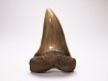 dent de requin: CARCHARODON HASTALIS - Miocène - Tielrode, Belgique