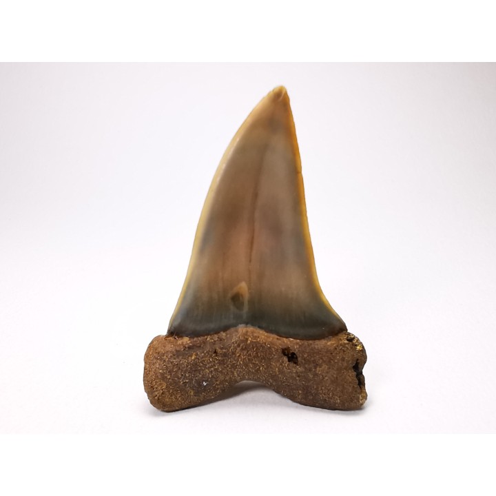 shark tooth: CARCHARODON HASTALIS   Miocene, Tielrode, Belgium