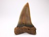 shark tooth: CARCHARODON HASTALIS   Miocene, Tielrode, Belgium