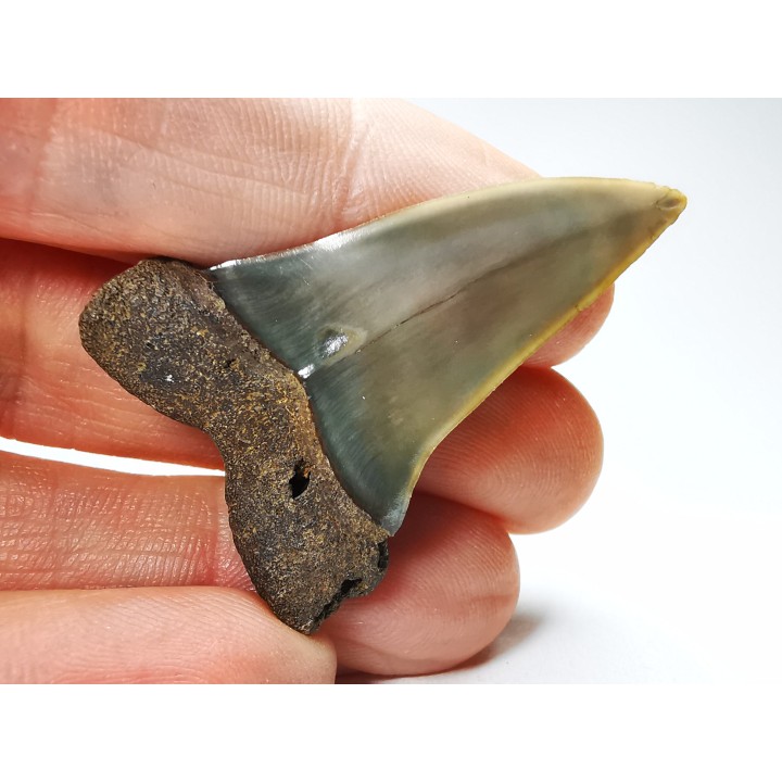 dent de requin: CARCHARODON HASTALIS - Miocène - Tielrode, Belgique