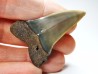 shark tooth: CARCHARODON HASTALIS   Miocene, Tielrode, Belgium