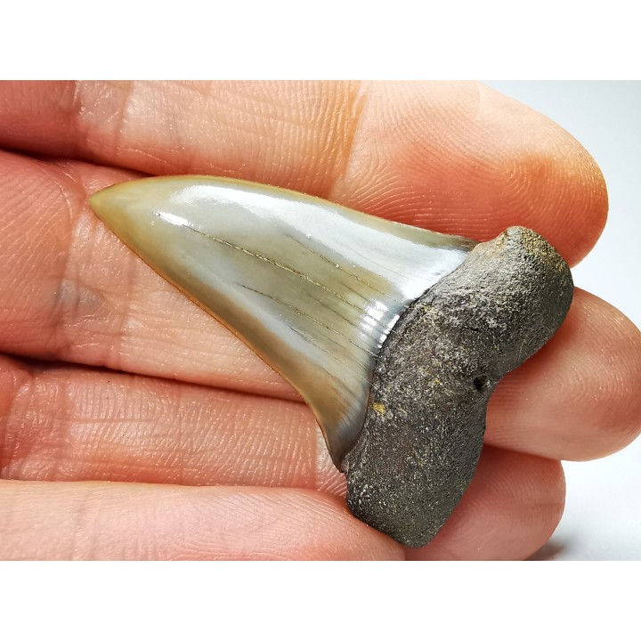 shark tooth: CARCHARODON HASTALIS   Miocene, Tielrode, Belgium