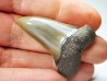 dent de requin: CARCHARODON HASTALIS - Miocène - Tielrode, Belgique