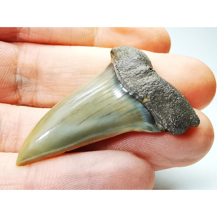 shark tooth: CARCHARODON HASTALIS   Miocene, Tielrode, Belgium